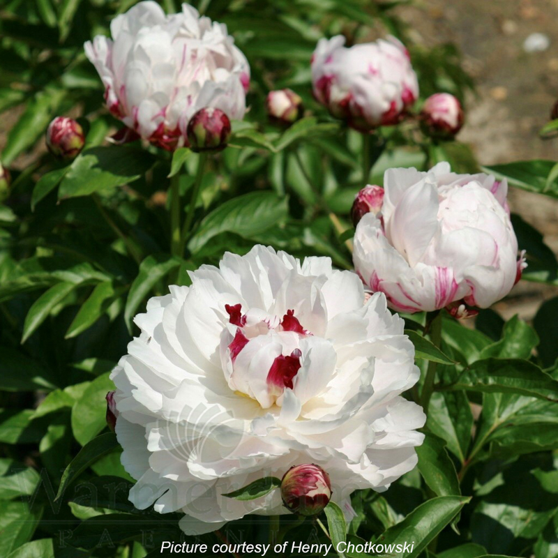 Peppermint | Warmerdam Paeonia